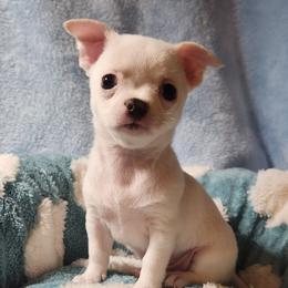 Nacho(brown) or Chico(white) - Red and white male Chihuahua puppy in Gerald, Missouri from OutLaw Chihuahua's