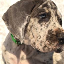 Great Dane Puppies from Big Tex K9 Konnection