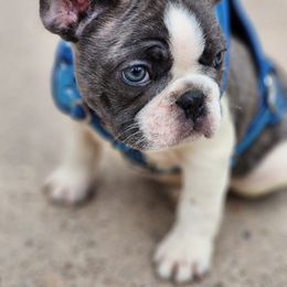 French Bulldogs from Best Frenchies 4 forever