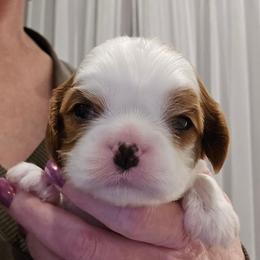 Blenheim Boy 3 - Blenheim male Cavalier King Charles Spaniel puppy in Meridian, Idaho from Reflection Cavaliers