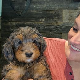 Bernedoodle Puppies from 2 Rose Ranch Doodles