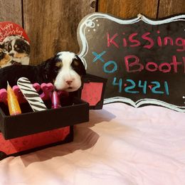 Bernese Mountain Dog Puppies from Stone Hill Farm