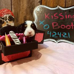 Bernese Mountain Dog Puppies from Stone Hill Farm