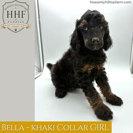 BELLA - Black Phantom - Phantom female Poodle puppy in Charlo, Montana from Heavenly Hilltop Farm