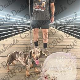 Dachshund Puppies from CSW Dachshunds