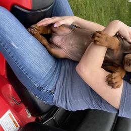 Doberman Pinscher Puppies from Jensen Dobermans