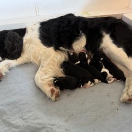 English Springer Spaniel Puppies from Carol Jansen's Cascadian Springer Spaniels