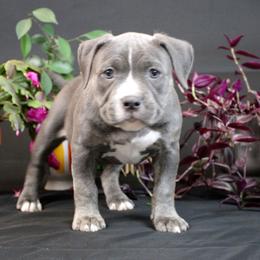 Pink Collar - Blue brindle female American Bully puppy in Easton, Maryland from Night Court Bullies