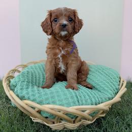 Muffin - Red female Cavapoo puppy in Apache Junction, Arizona from Coffey House Doodles