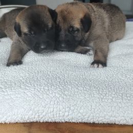 Anatolian Shepherd Dog Puppies from Harris' Anatolian Livestock Guardian Dogs