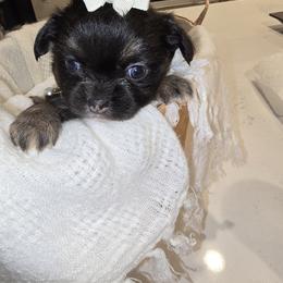 Girl 2 - Black and tan female Chihuahua puppy in Lugoff, South Carolina from Cutie Pie Chihuahua's