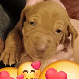 Vizsla puppies from Vizslas Cool Creek Kennels
