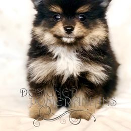 Pomeranian Puppies from Designer Pomeranians