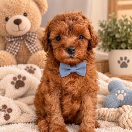 Boy 2 - Red male Assorted Doodle Crosses puppy in San Jacinto, California from Goldens and Doodles
