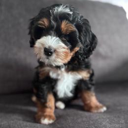 Marshall - Tri-color male Bernedoodle puppy in Hillsboro, Oregon from Myt fine doodles