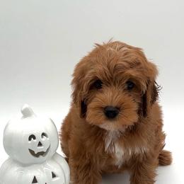 Delta - Red female Australian Labradoodle puppy in Denton, Texas from Dignity Labradoodles