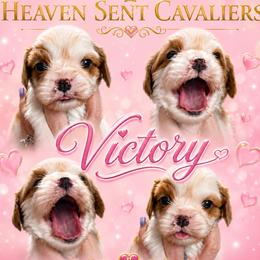 Victory - Blenheim female Cavalier King Charles Spaniel puppy in Nevada from Heaven Sent Cavaliers