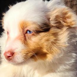 Toy Australian Shepherds from Wittle Wiggles Aussies
