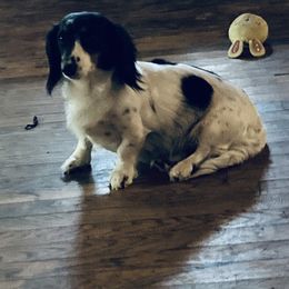 Dachshund All Grown Up from B&K Dachshunds.