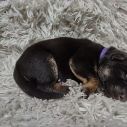 Purple female - Black and tan female German Shepherd puppy in Gainesville, Georgia from Vom Haus Schair-Finest Working line German Shepherd Puppies