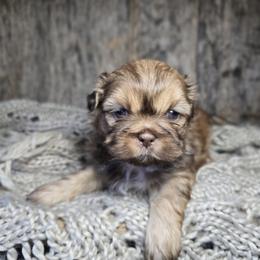 Rylan - Liver male Shih Tzu puppy in Mountain Grove, Missouri from Precious Puppies