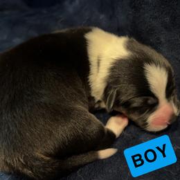 Pembroke Welsh Corgi Puppies from Kelsie Prieskorn