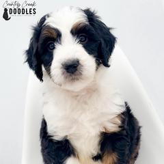 Hoosier - female Australian Mountain Doodle puppy in Tipton, Indiana from Country Creek Doodles