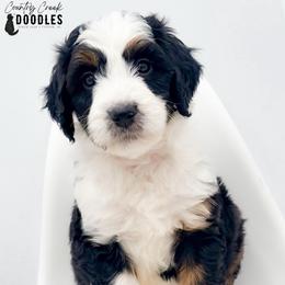 Hoosier - female Australian Mountain Doodle puppy in Tipton, Indiana from Country Creek Doodles