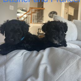 Yorkipoo Puppies from Bossman Yorkipoos