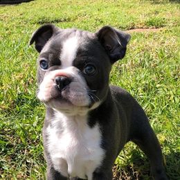 Boston Terriers from Jose's Boston Terriers