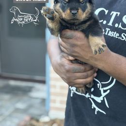 Male 3 - Black and mahogany male Rottweiler puppy in Humble, Texas from Inexorable Haus Early Rotts