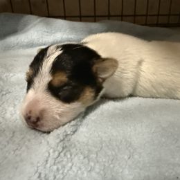 Rattler - Tri-color male Jack Russell Terrier puppy in Yakima County, Washington from Saddle Rock Kennels
