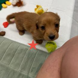 Walnut - Red male Dachshund puppy in St Johns, Arizona from Glamorous Doxies