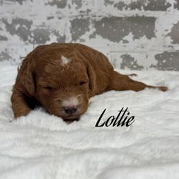 Lottie - Red  female Goldendoodle puppy in Nortonville, Kentucky from Deb’s KY Doodles