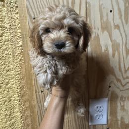 Cavapoo and Cockapoo Puppies from The Barkery