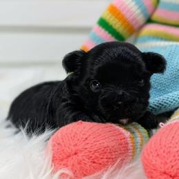 Girl 1 - female Yorkshire Terrier puppy in Austin, Texas from Rhine Valley Yorkies