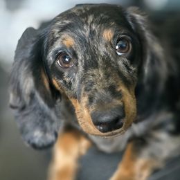 Chinese Shar-Pei and Dachshunds from Joplin's Hippo House