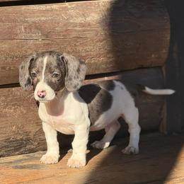 Boots (ready to go home ) - Dapple male Dachshund puppy in Kilgore, Texas from The Barefield Doxies