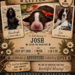 Josh - Tri-Roan male English Springer Spaniel puppy in Cookeville, Tennessee from Krossroads Kennel