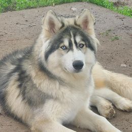Koda - Siberian Husky