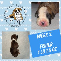Fisher - Brindle male Boxer puppy in Jupiter, Florida from CJM Boston and Boxer Puppies