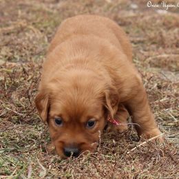 Riley's Red Girl - Dark golden female Golden Retriever puppy in Idaho Falls, Idaho from Once Upon A Dream Kennels