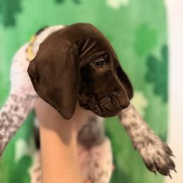 Yellow Collar - White and liver female German Shorthaired Pointer puppy in Bluffton, South Carolina from Lowcountry Southern GSP'S