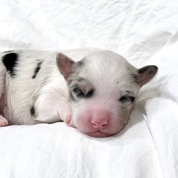 Aussiedoodle Puppies from Ever After Mini Doodles