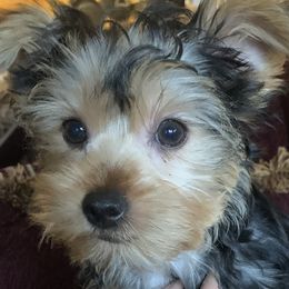 Yorkshire Terrier Puppies from YorkiStars