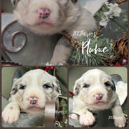 (4) Plume - Blue merle female Miniature Australian Shepherd puppy in Huntington, Texas from JKKJ Farms