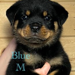 Rottweiler Puppies from Obsessions Rottweiler