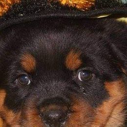 Rottweilers from Brittany Hostler