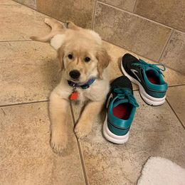 "Piper's baby (Golden Retriever)" Goldendoodle, Golden Retriever, and Sheepadoodle Puppies from Guppy Puppies