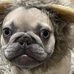 French Bulldogs from AVM Frenchies